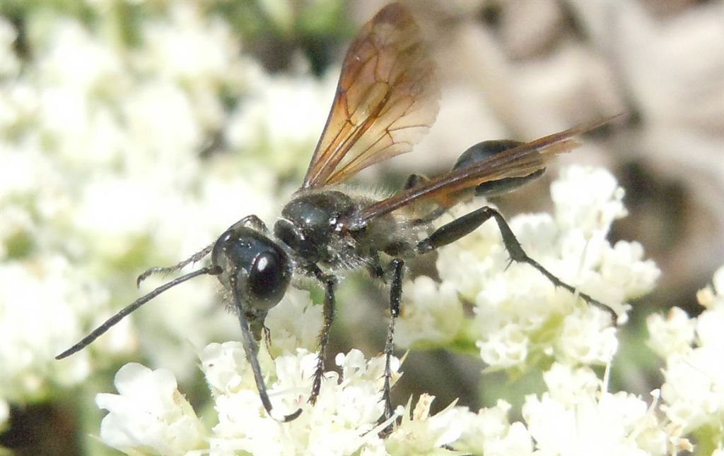 Isodontia mexicana o Chalybion?